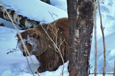 Brown bear in snow